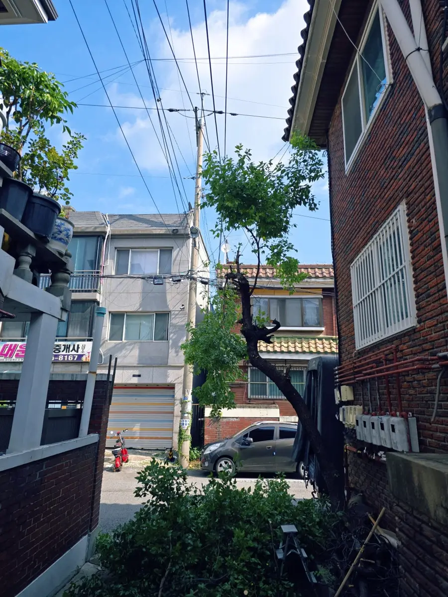의정부 집수리 빌라 대형 나무 철거 — 시공 후