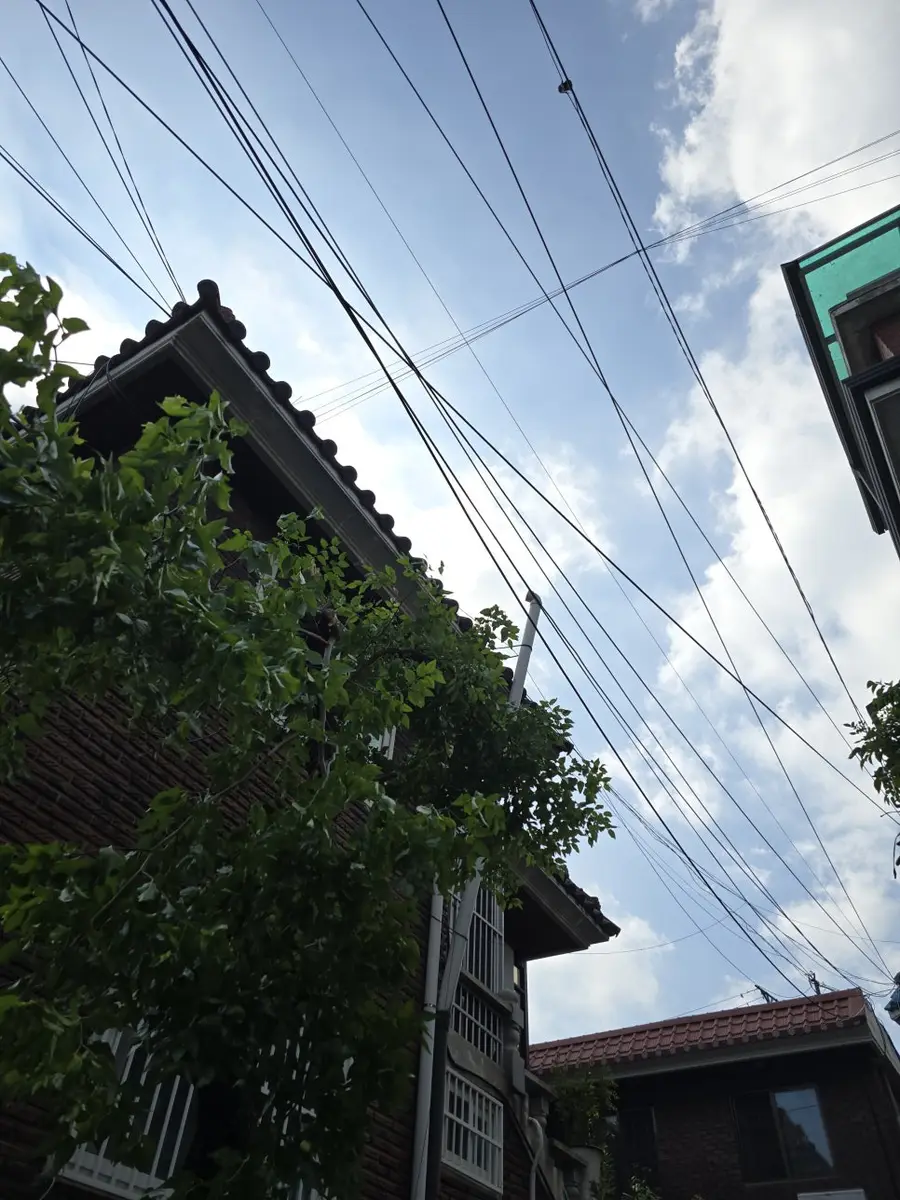 벌목업체 집앞 큰나무 자르기 전문 시공 사진 3