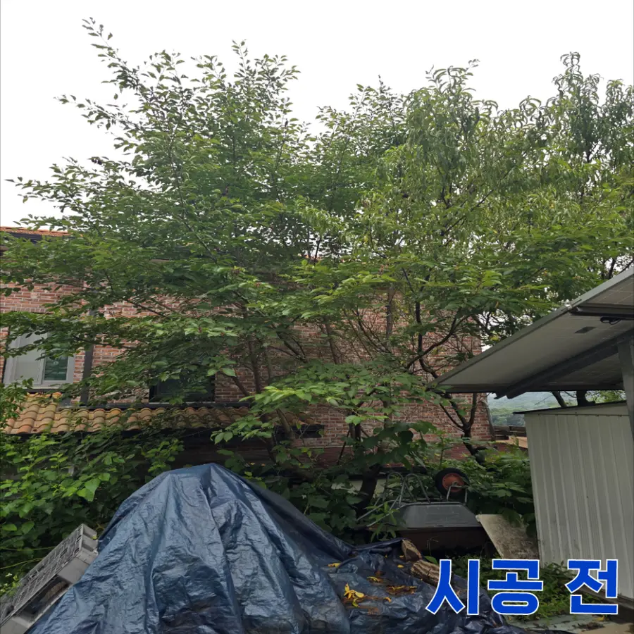수목제거 화단 다듬기 벌목 전문 — 시공 전