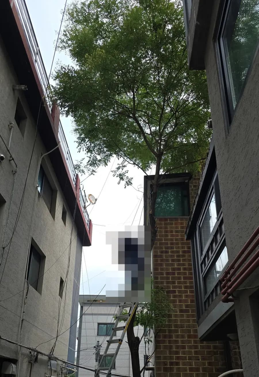 대형나무벌목 시공 사진 2