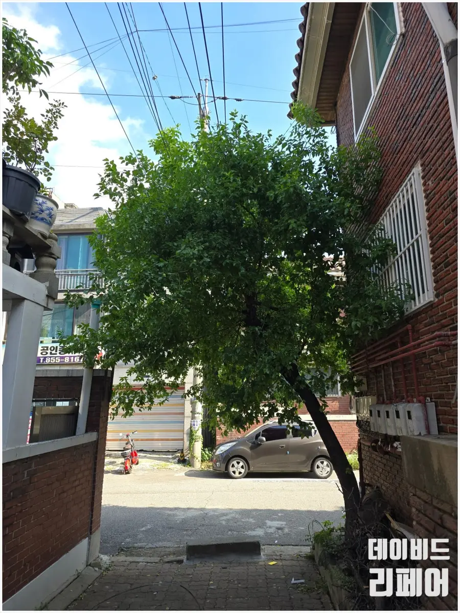 집 앞 나무 벌목 작업|골목길 통행 — 시공 후